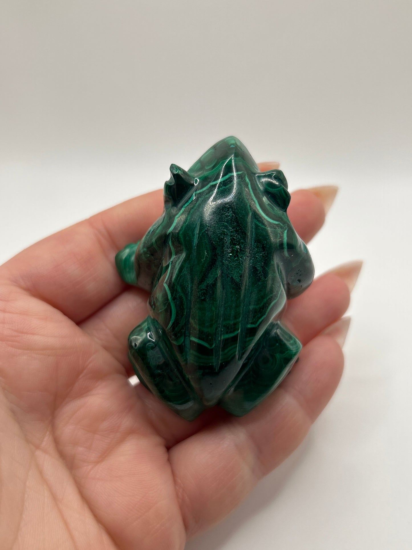 Malachite Frog