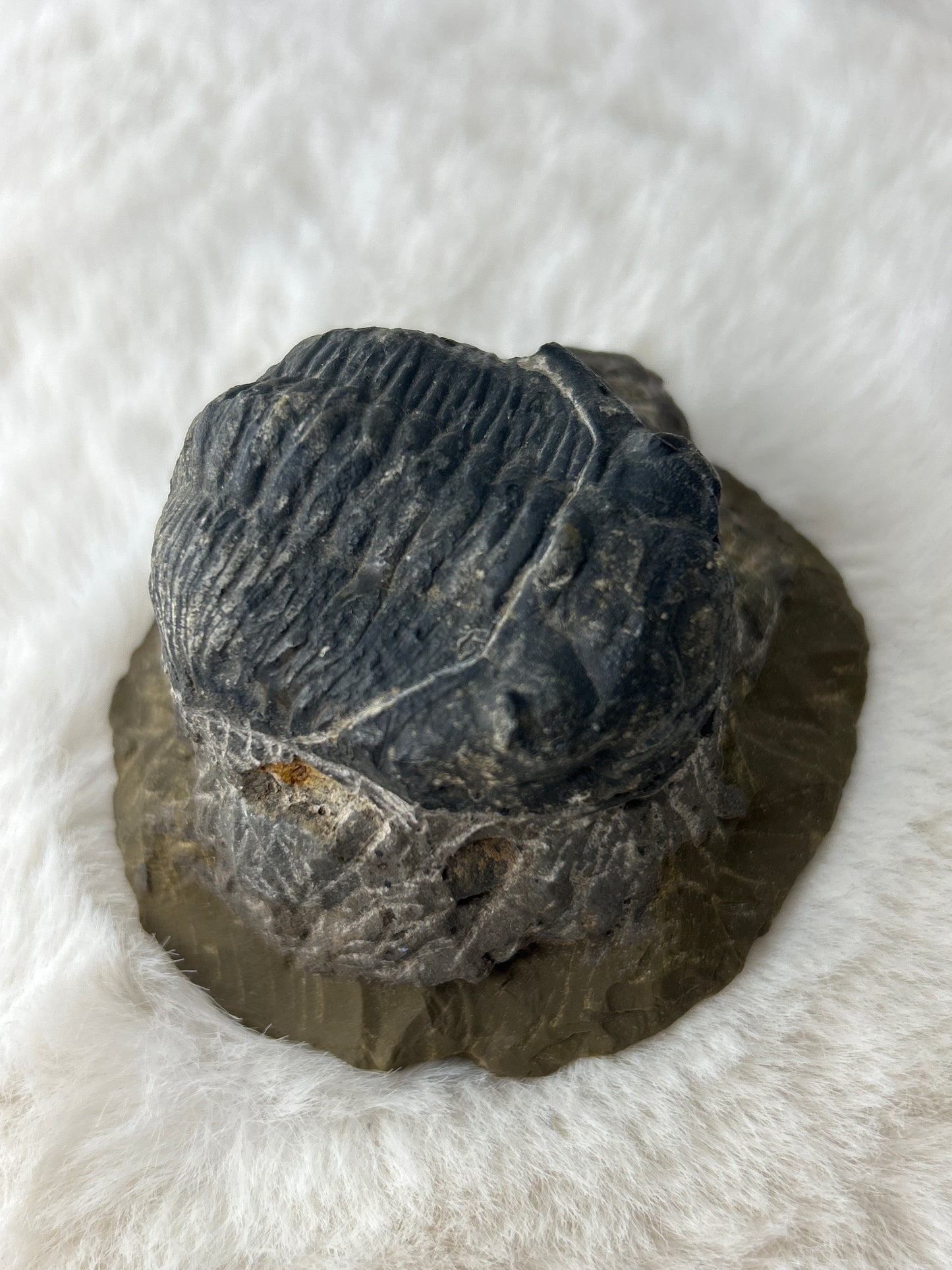 Trilobite Specimen