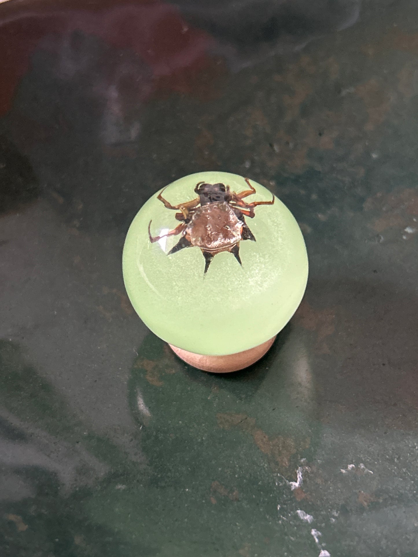 Orb Weaver Spider Specimen-Glow in the Dark