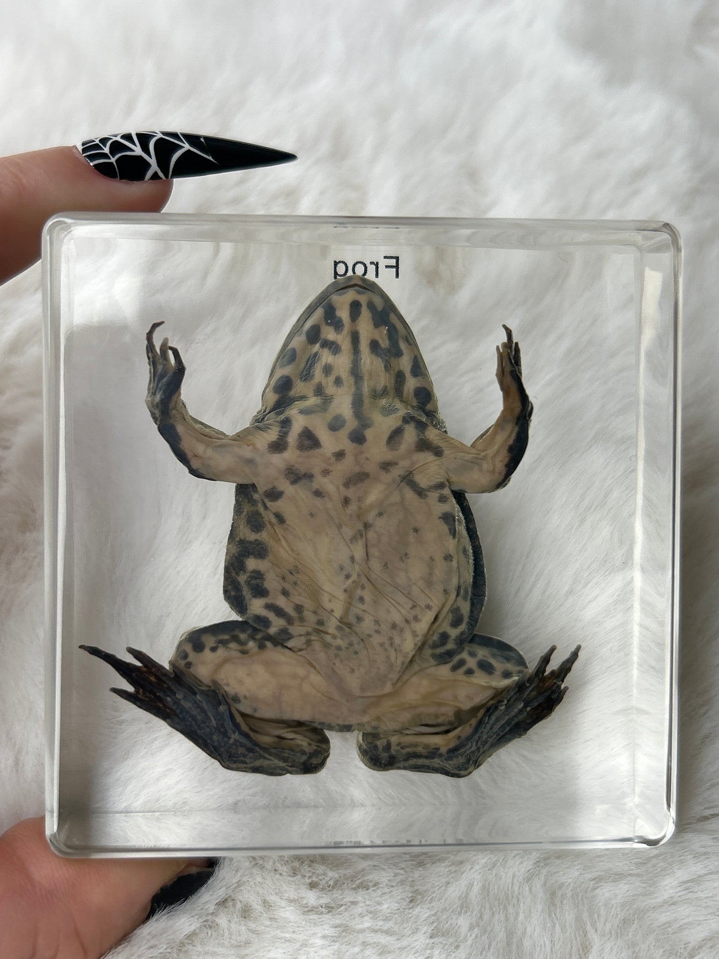 Frog Specimen