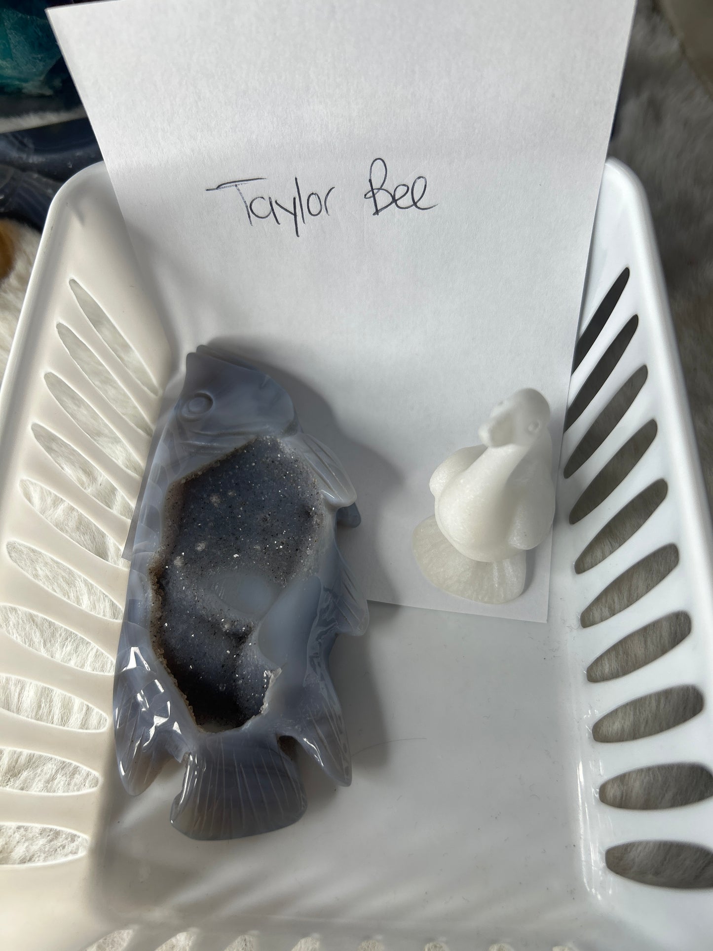 Taylor 🐝