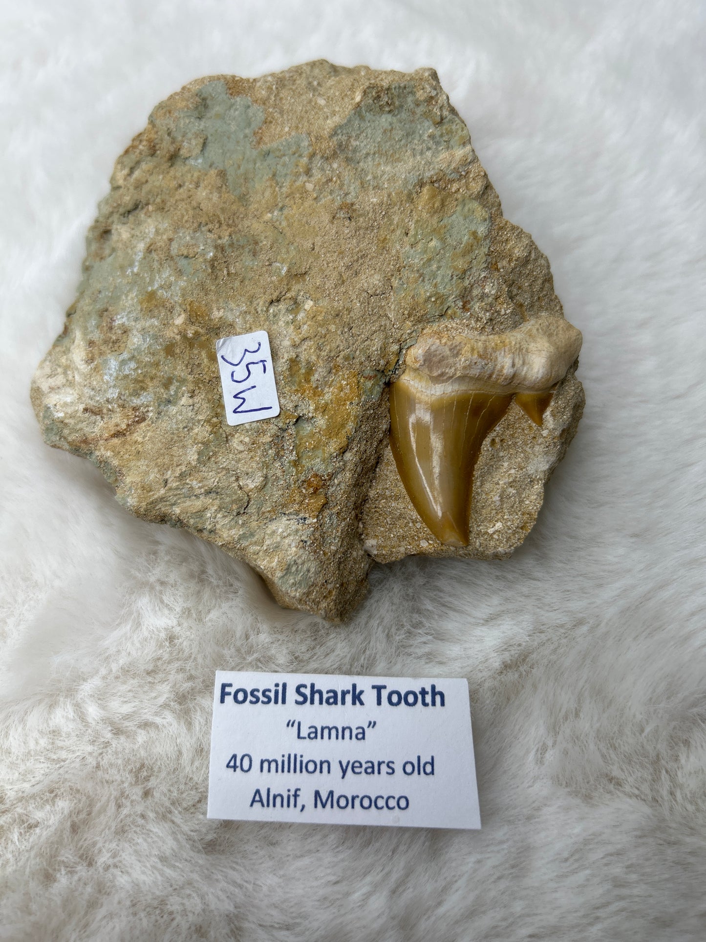 Fossilized Shark Tooth