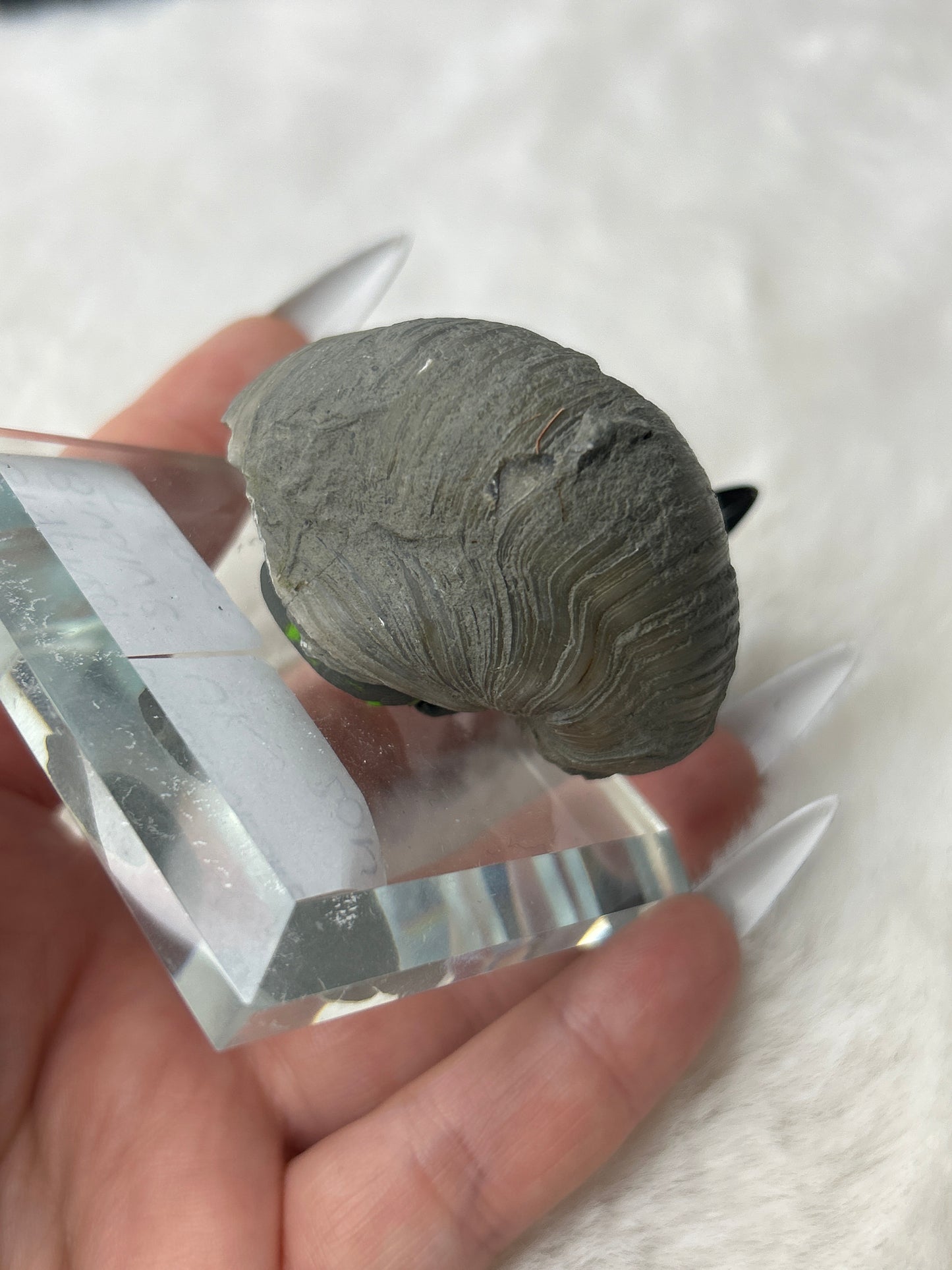 Fossilized Gryphea Bivalve