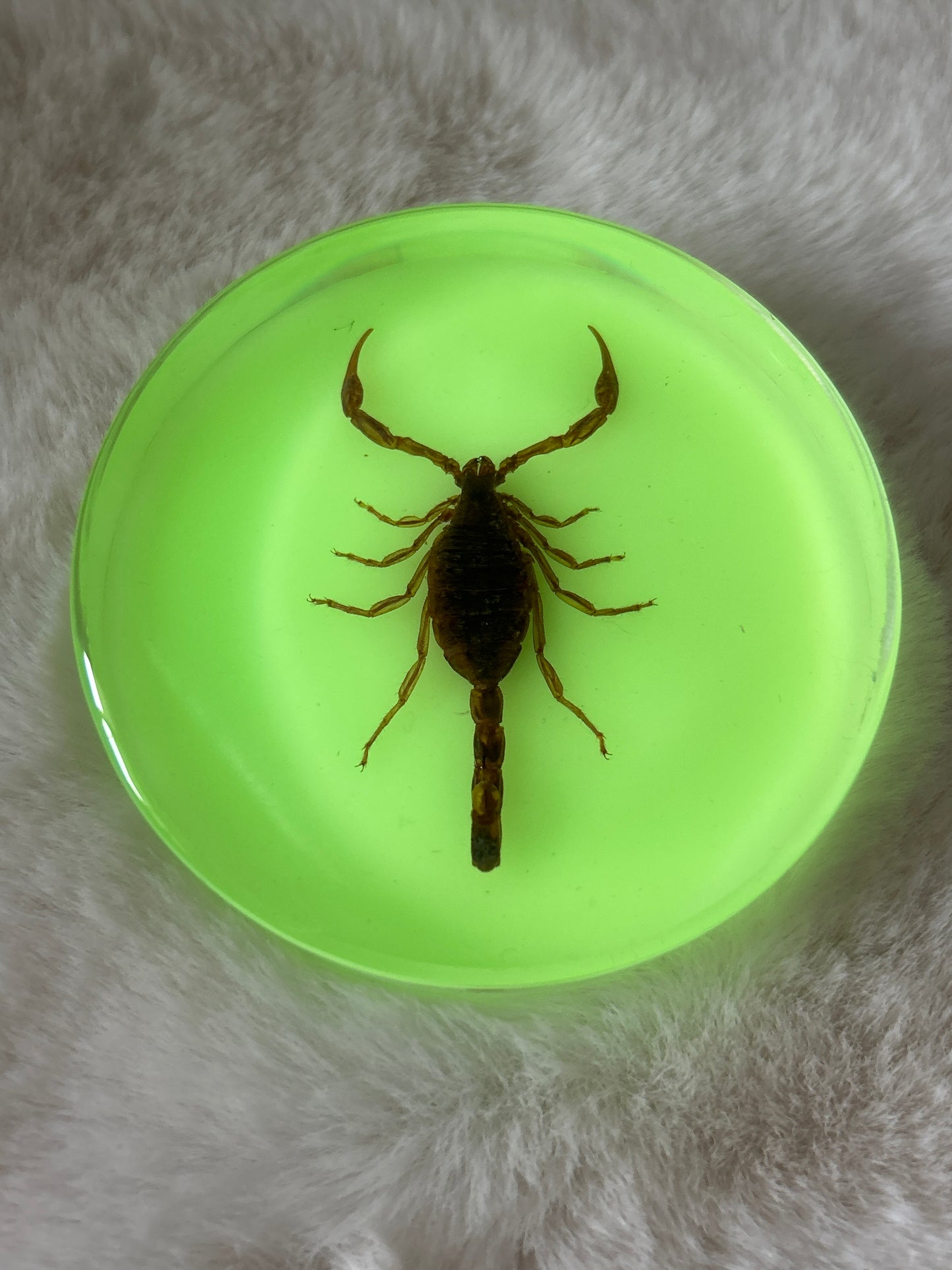 Scorpion Specimen- Glow in the Dark