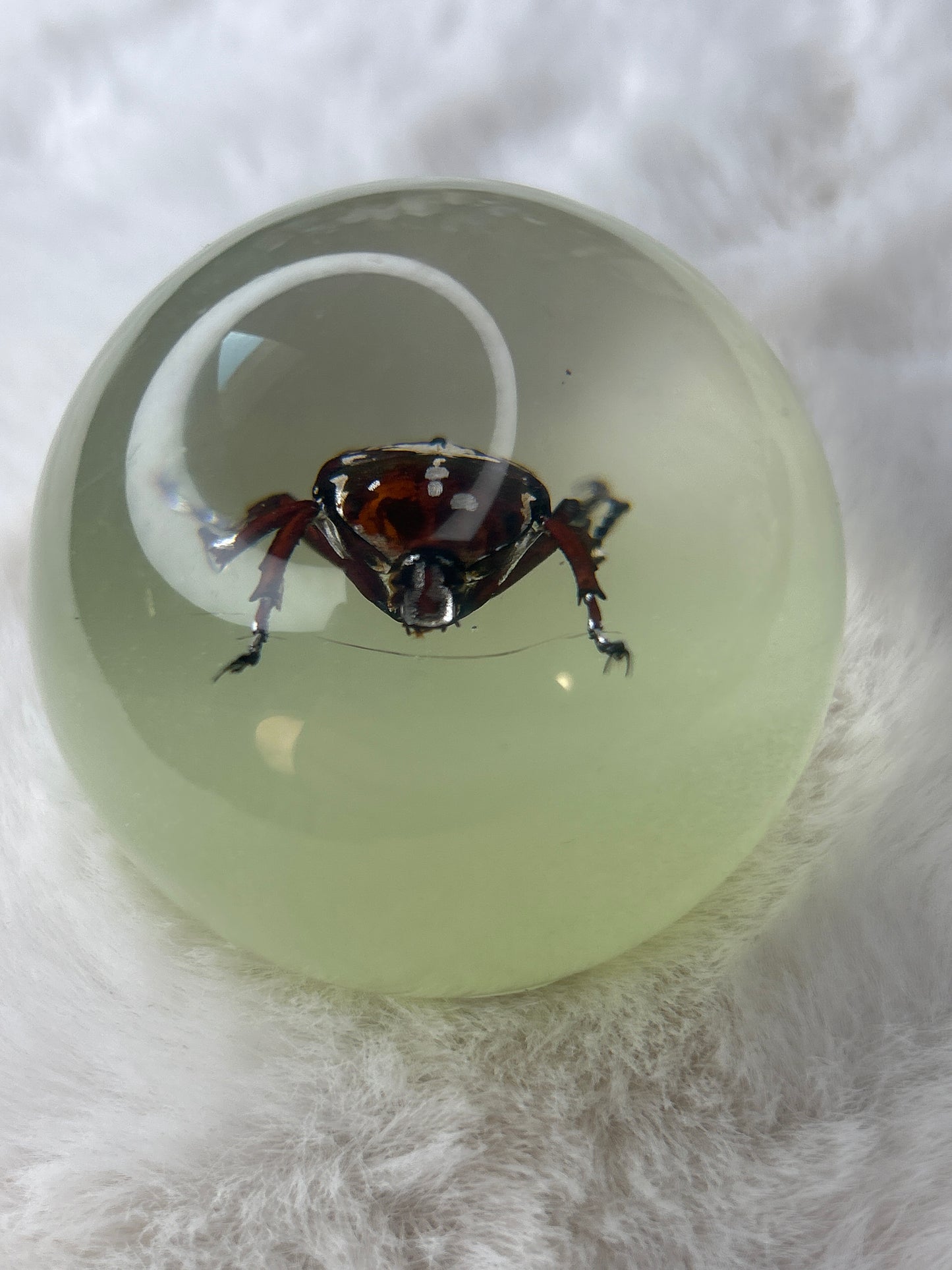 Beetle Specimen Sphere