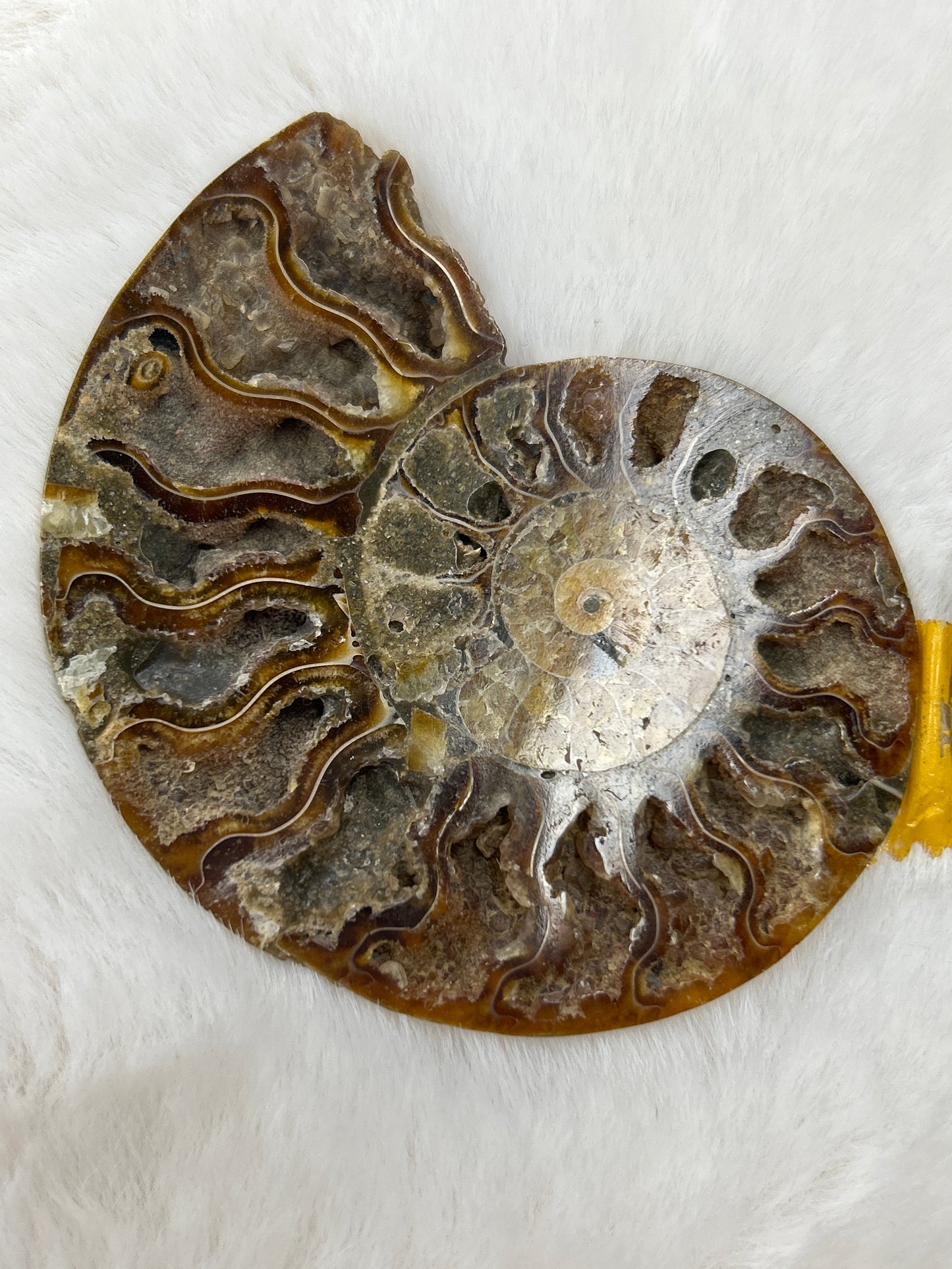 Ammonite Pair