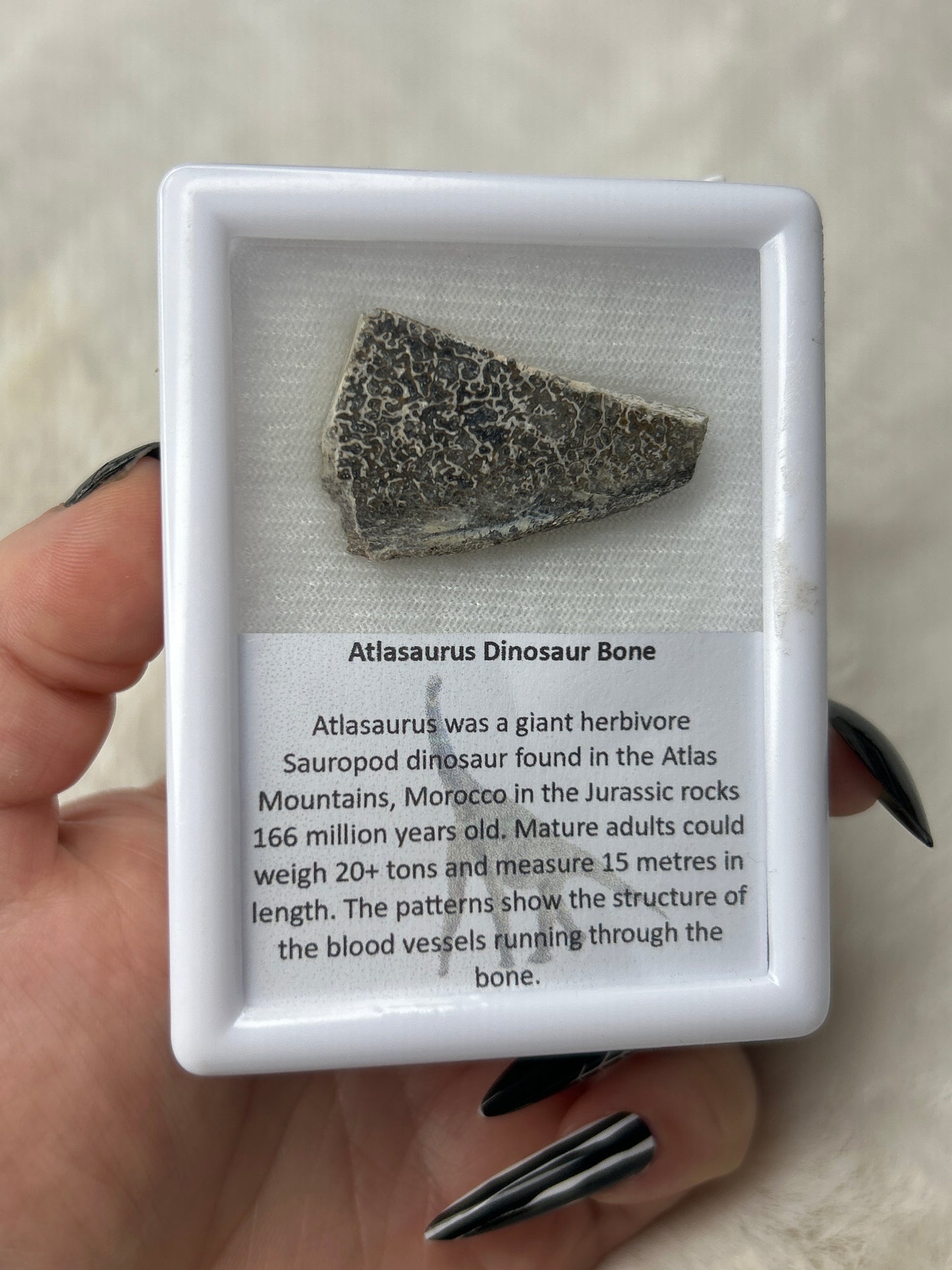 Atlasaurus Dinosaur Bone Fossil