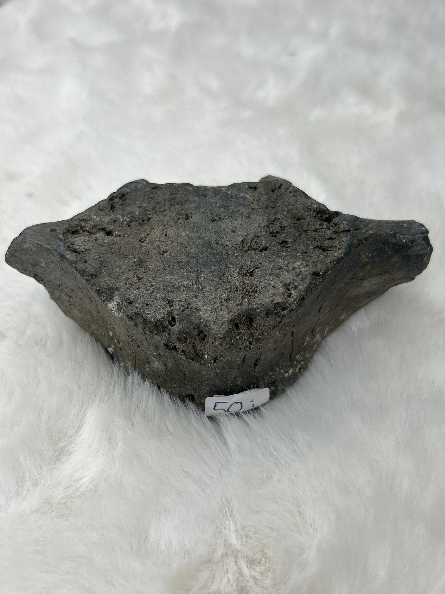 Fossilized Whale Vertebrae