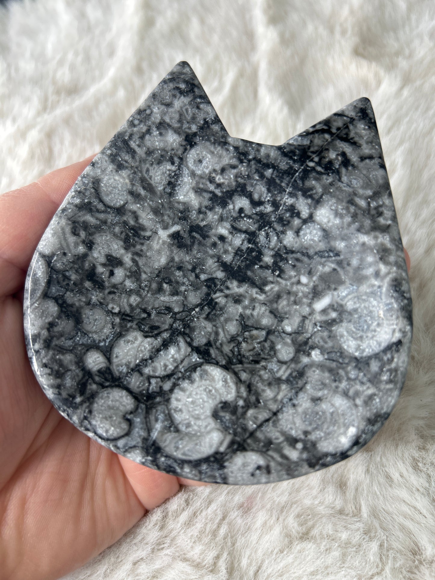 Fossil Cat Dish