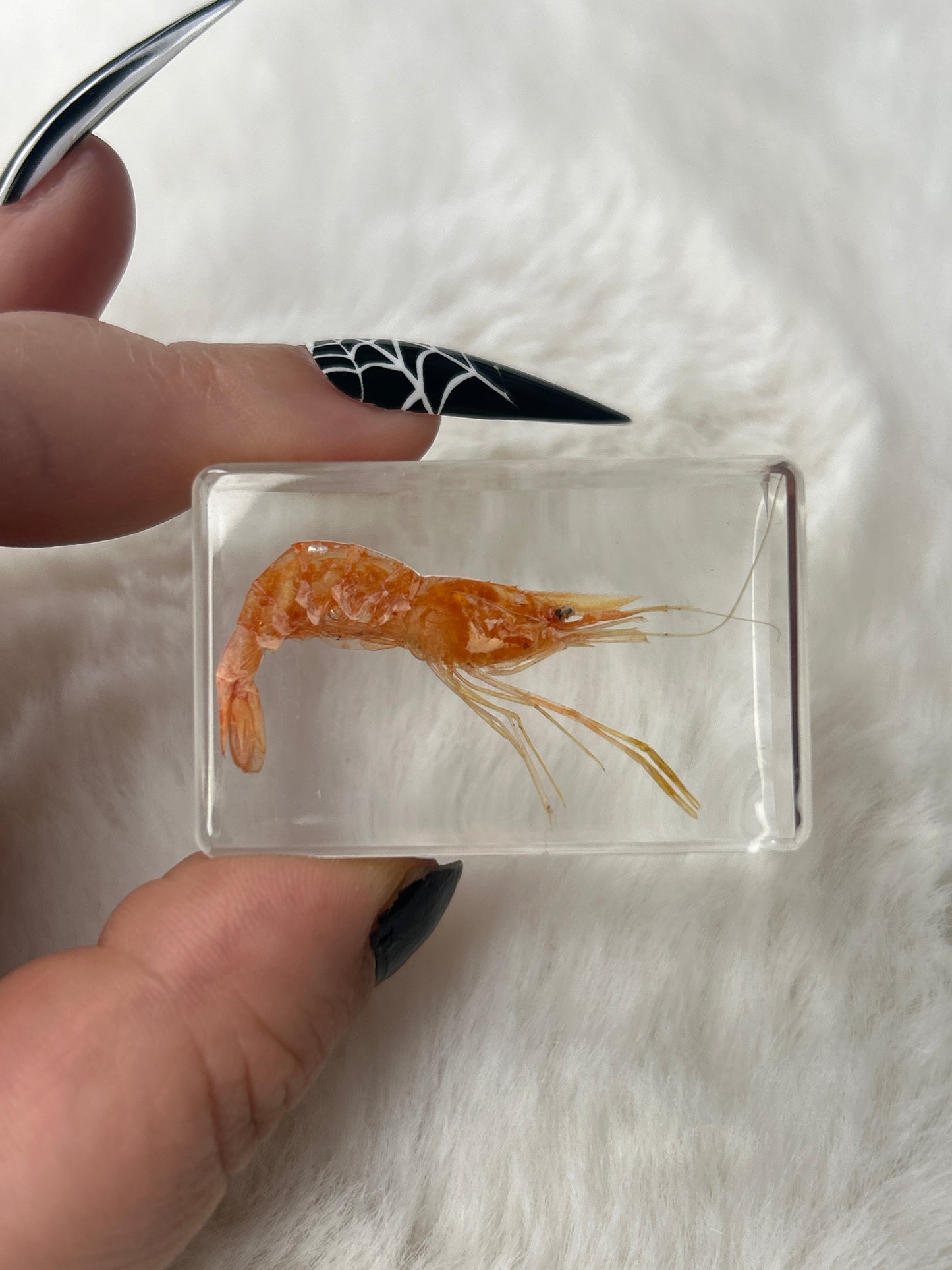 Shrimp Specimen- “Sherman”