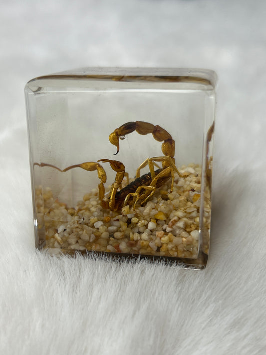 Scorpion Specimen