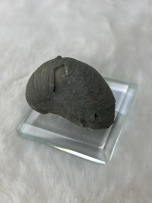 Fossilized Gryphea Bivalve