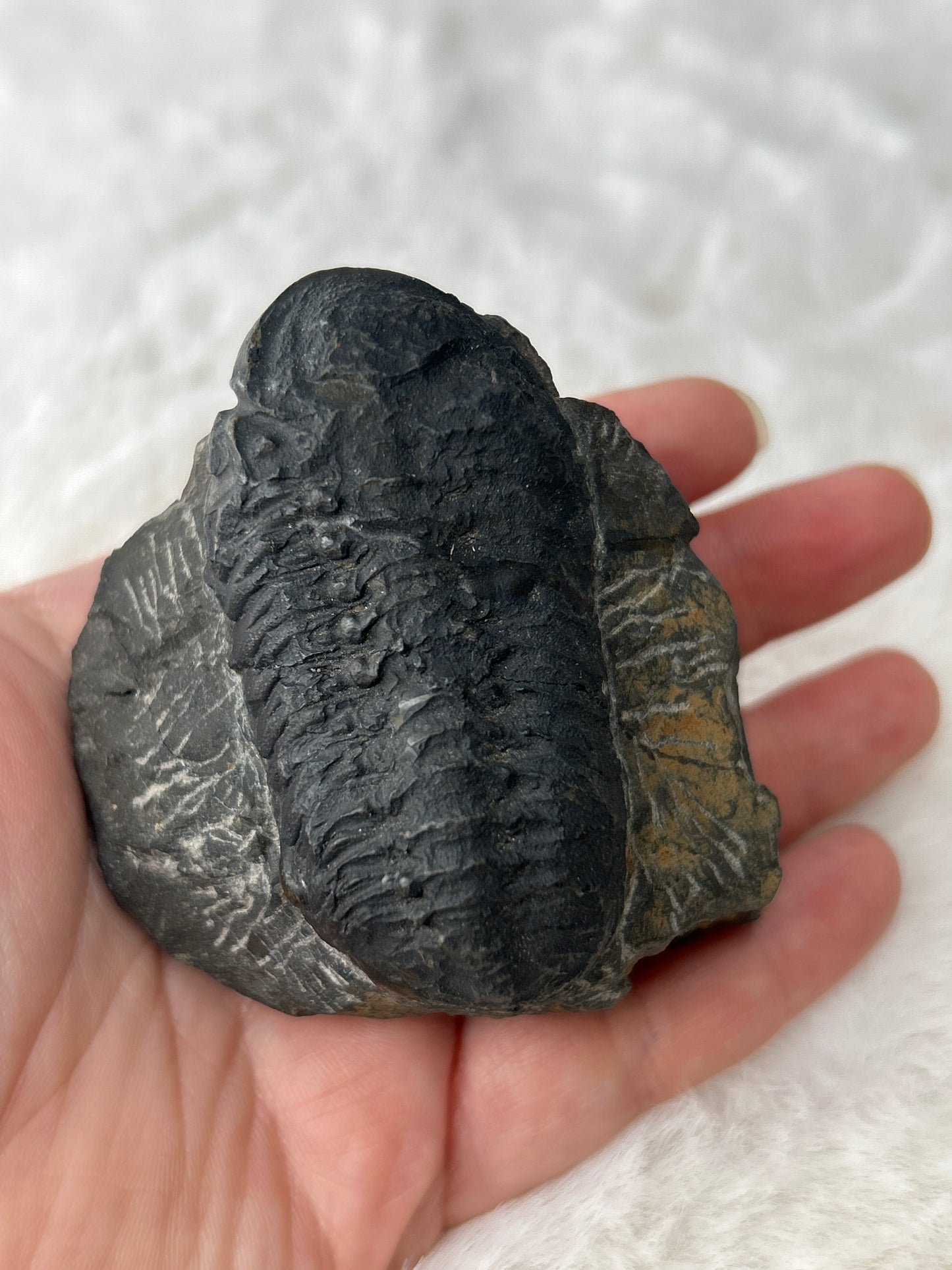 Trilobite Specimen