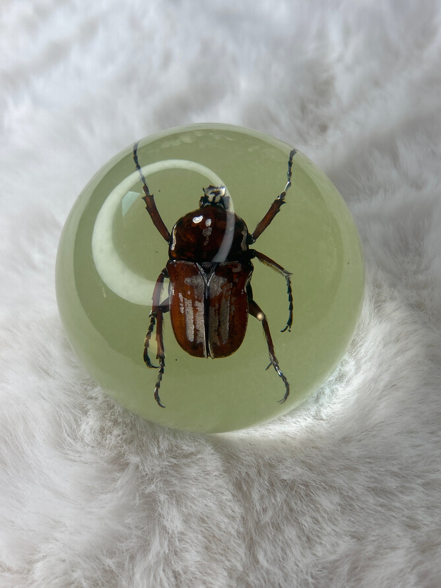 Beetle Specimen Sphere