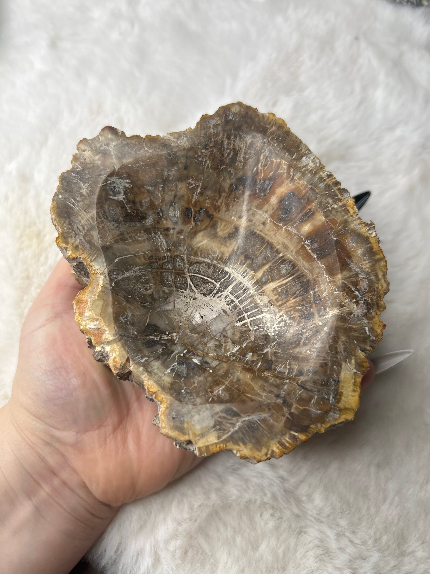 Petrified Wood Bowl