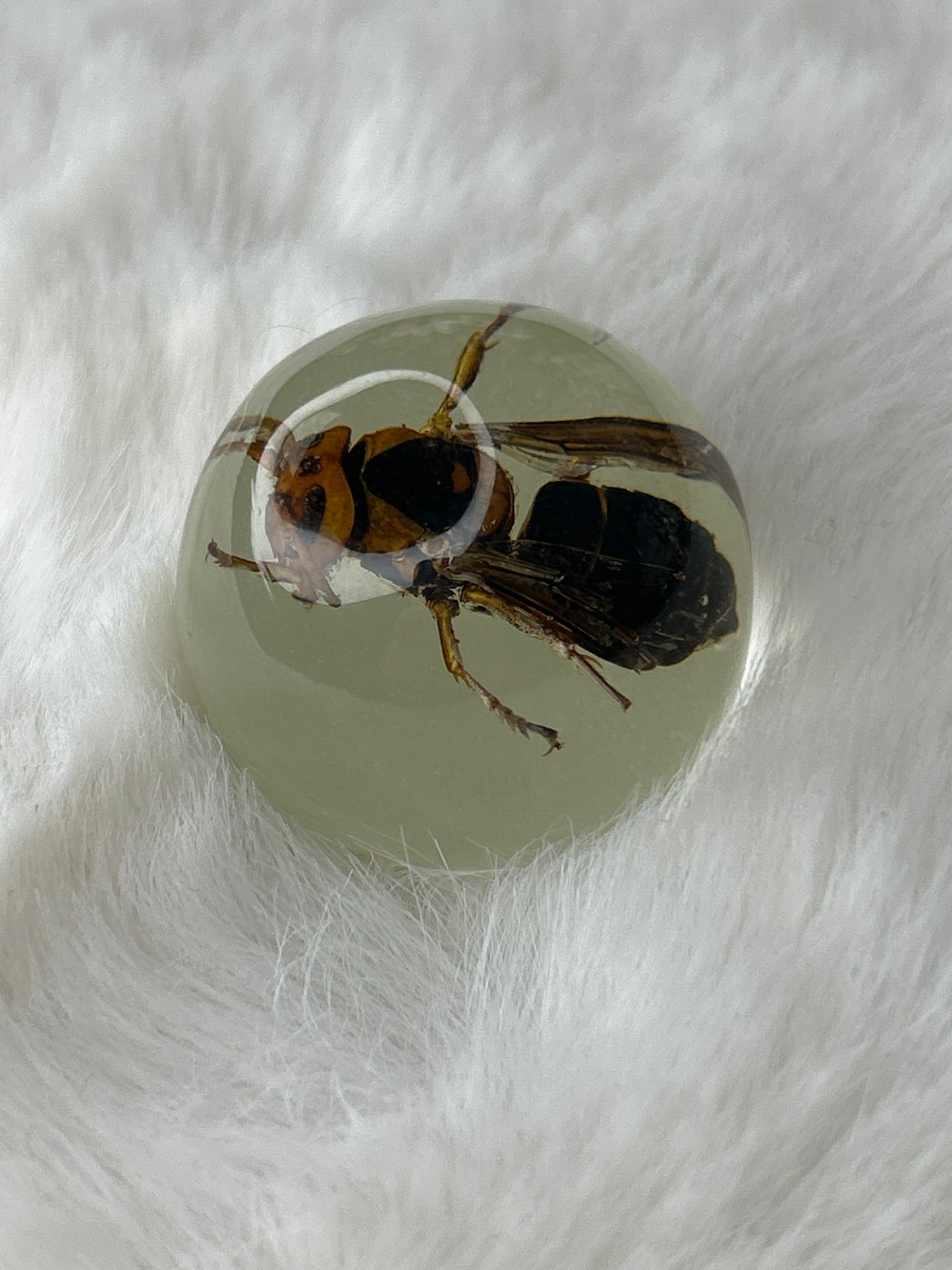 Wasp Specimen