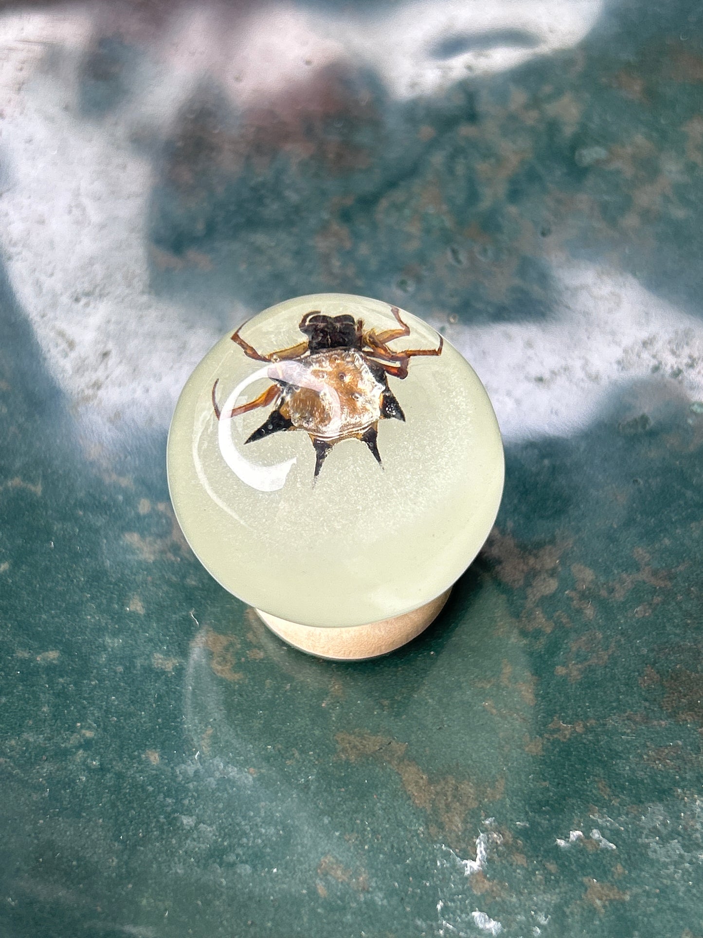 Orb Weaver Spider Specimen-Glow in the Dark