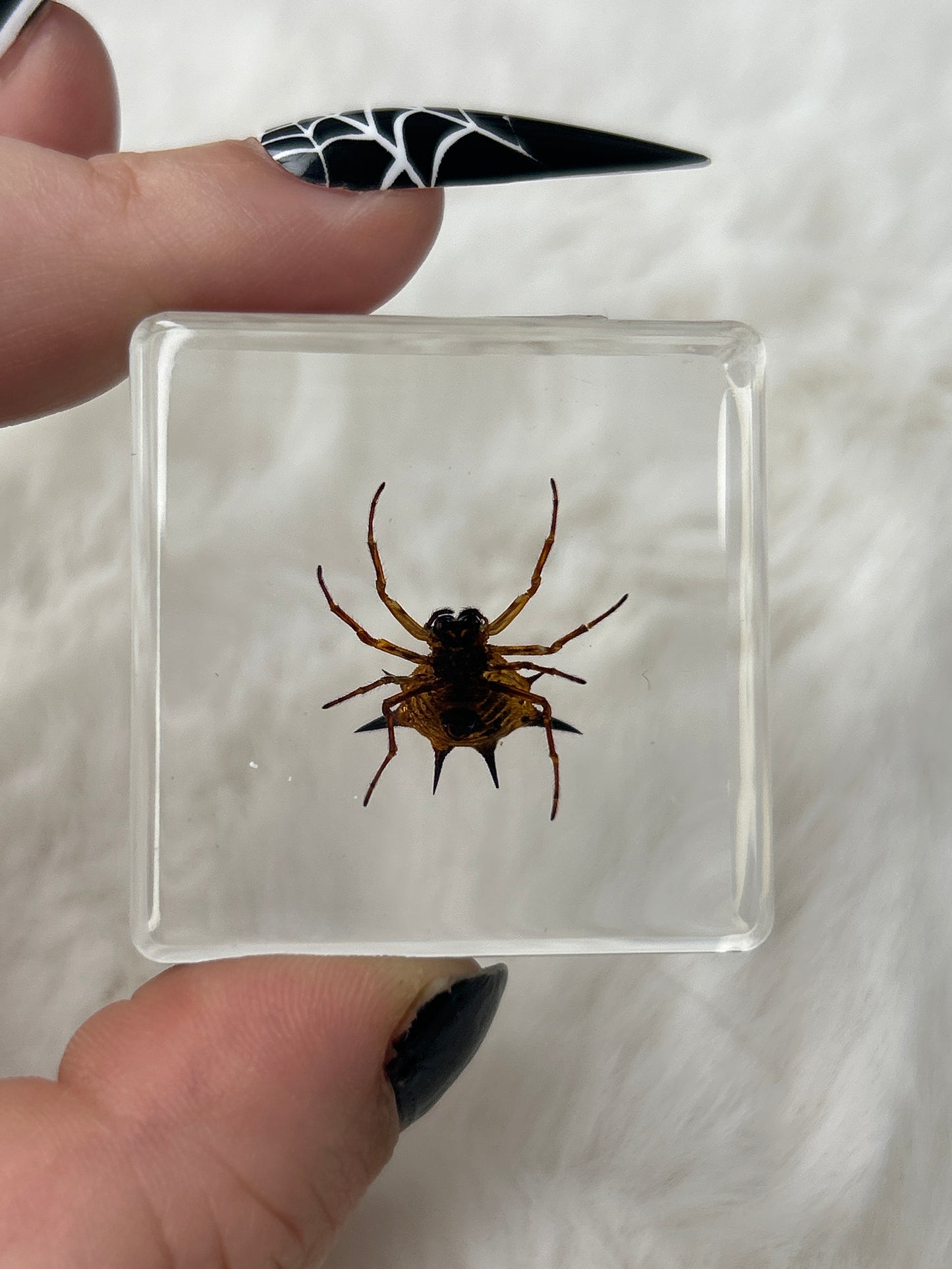 Spider Specimen