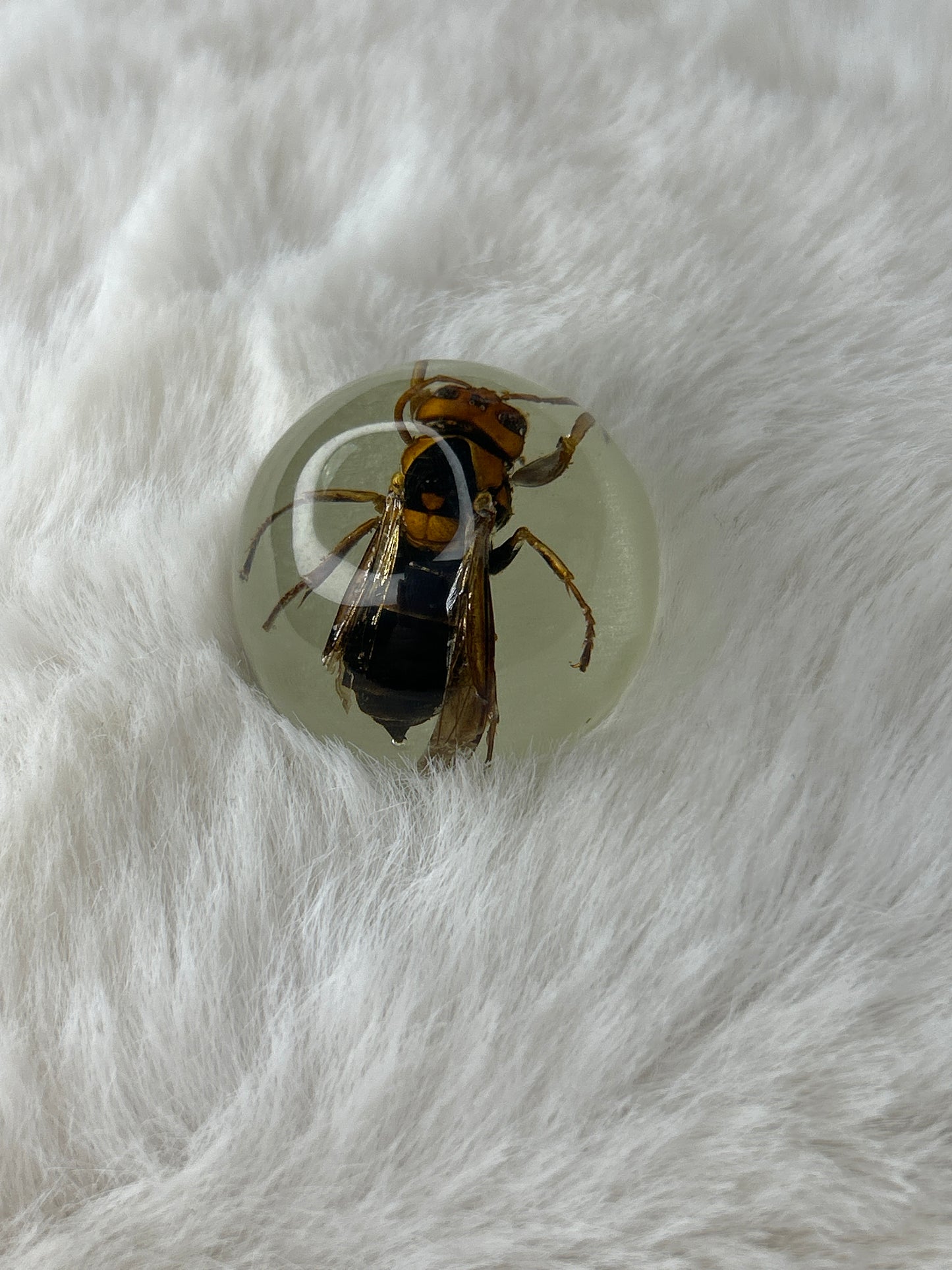 Wasp Specimen