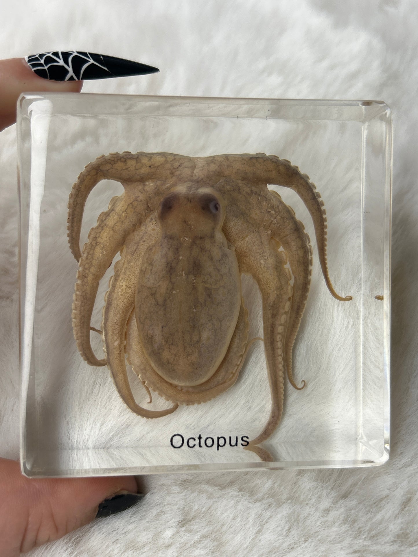 Octopus Specimen