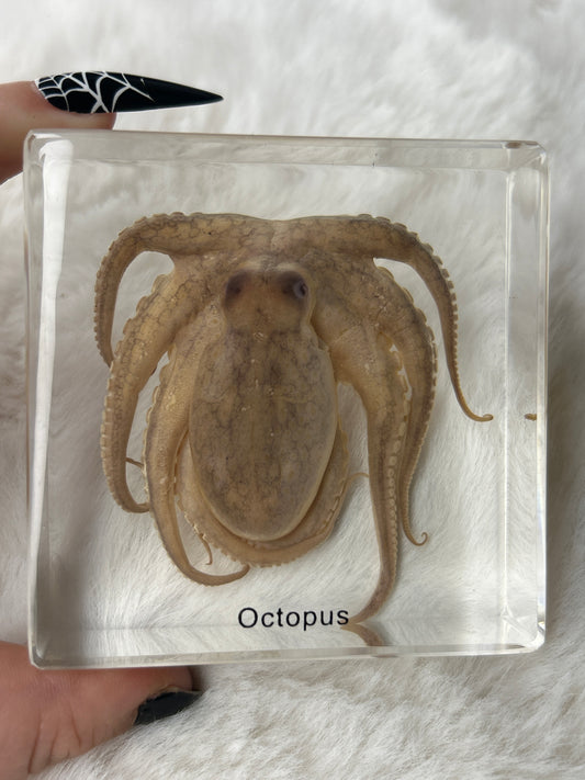 Octopus Specimen