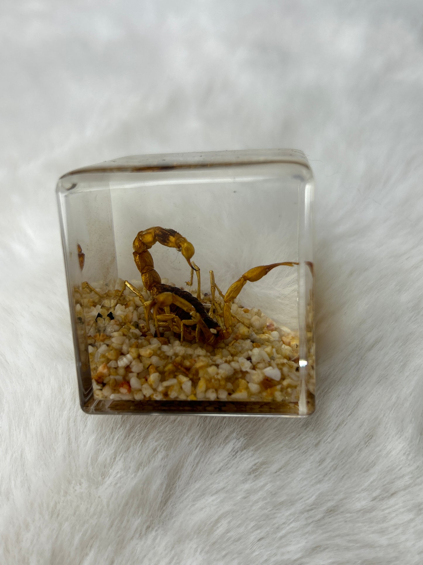 Scorpion Specimen