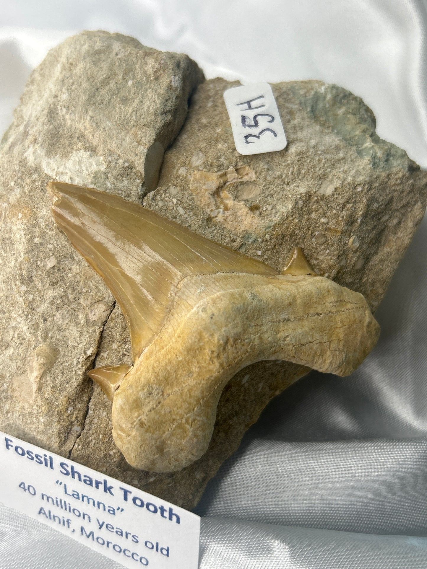 Fossilized Shark Tooth