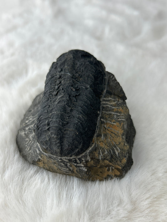 Trilobite Specimen