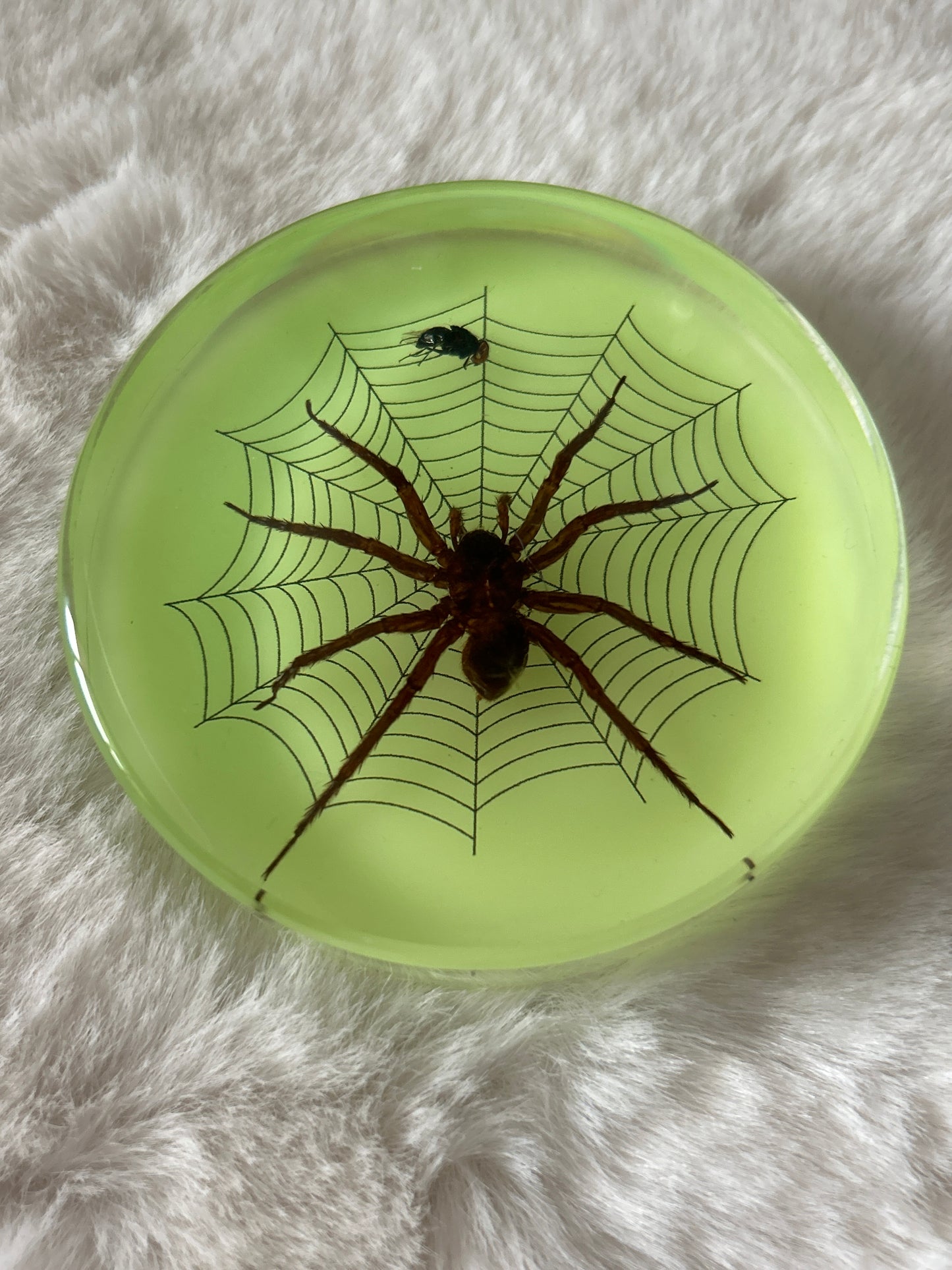 Spider & Fly Specimen -Glow in the Dark