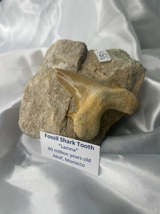 Fossilized Shark Tooth