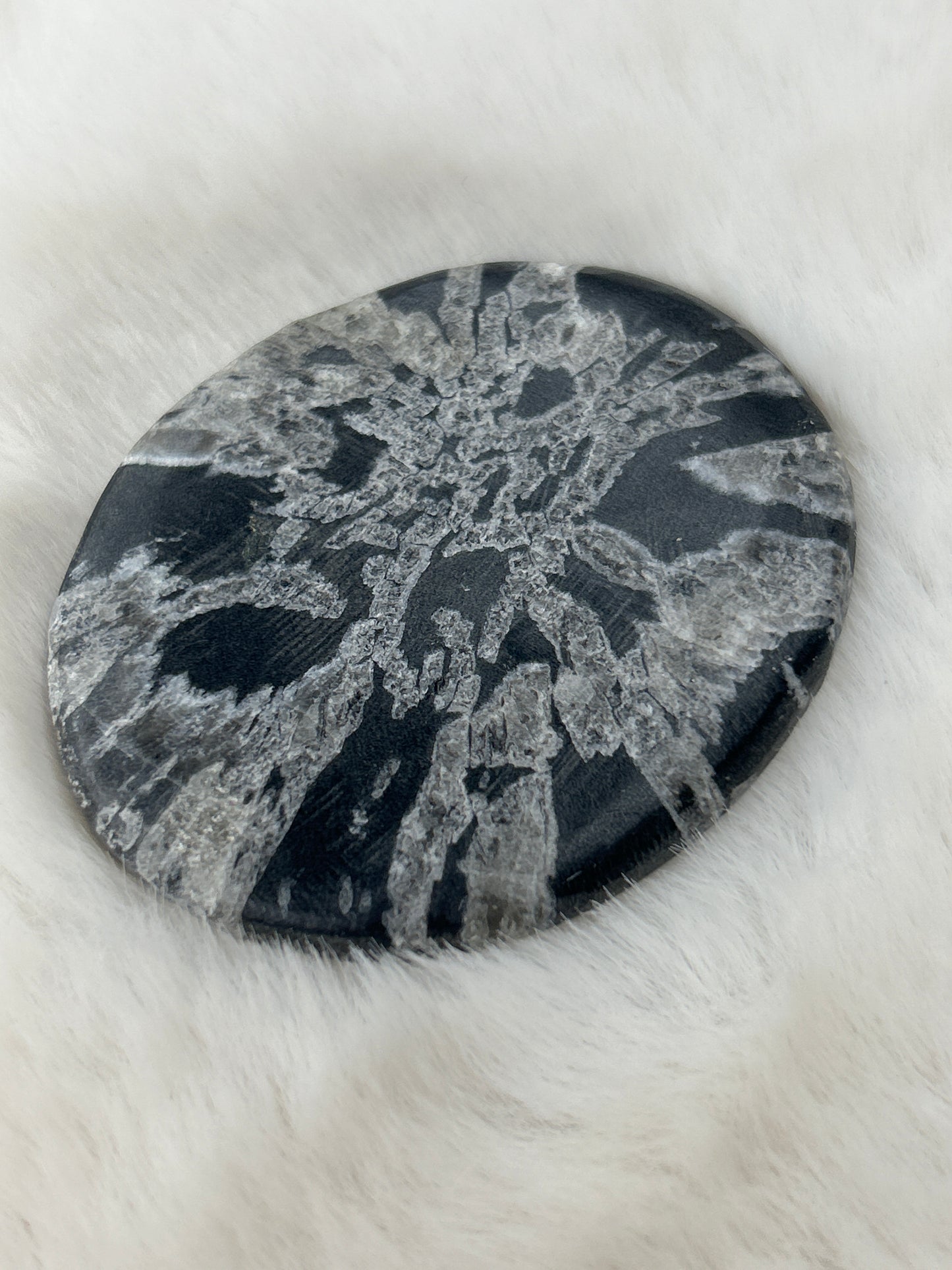 Chrysanthemum Stone Palm