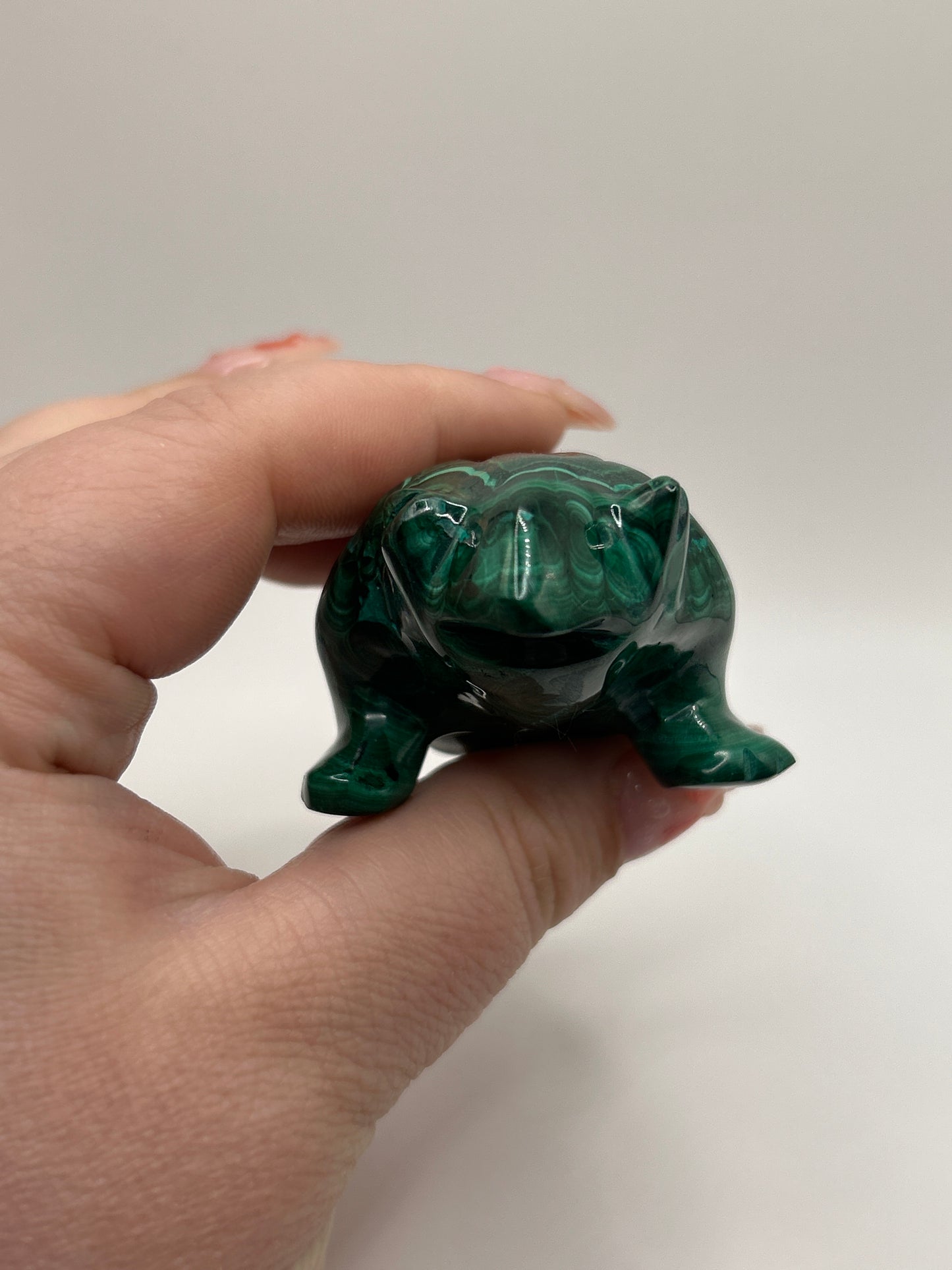 Malachite Frog