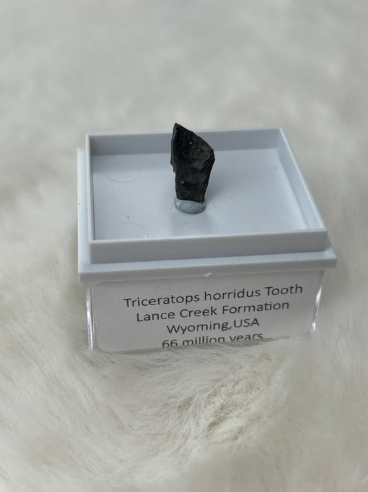 Triceratops Tooth