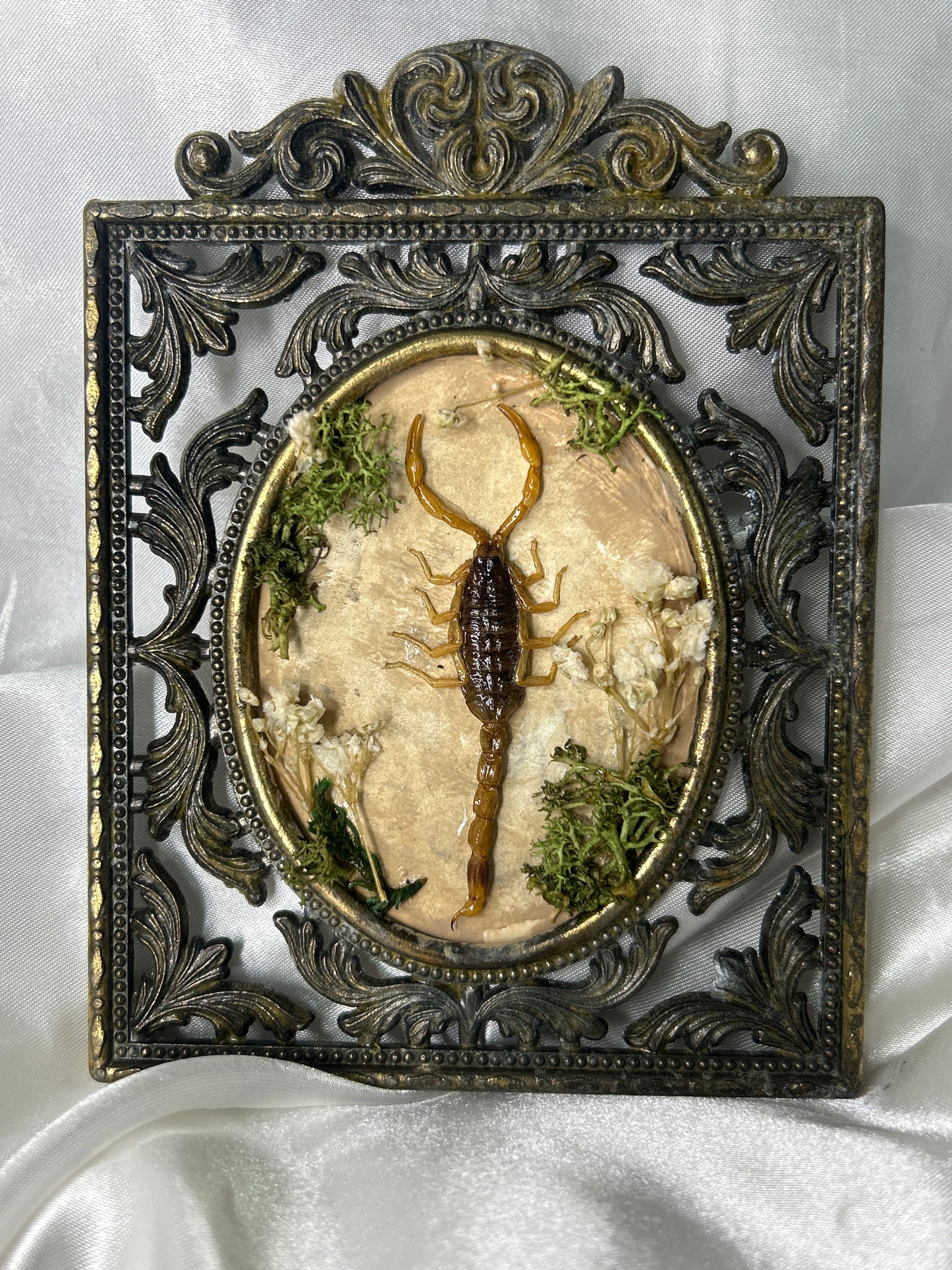 Vintage Scorpion Shadow Frame