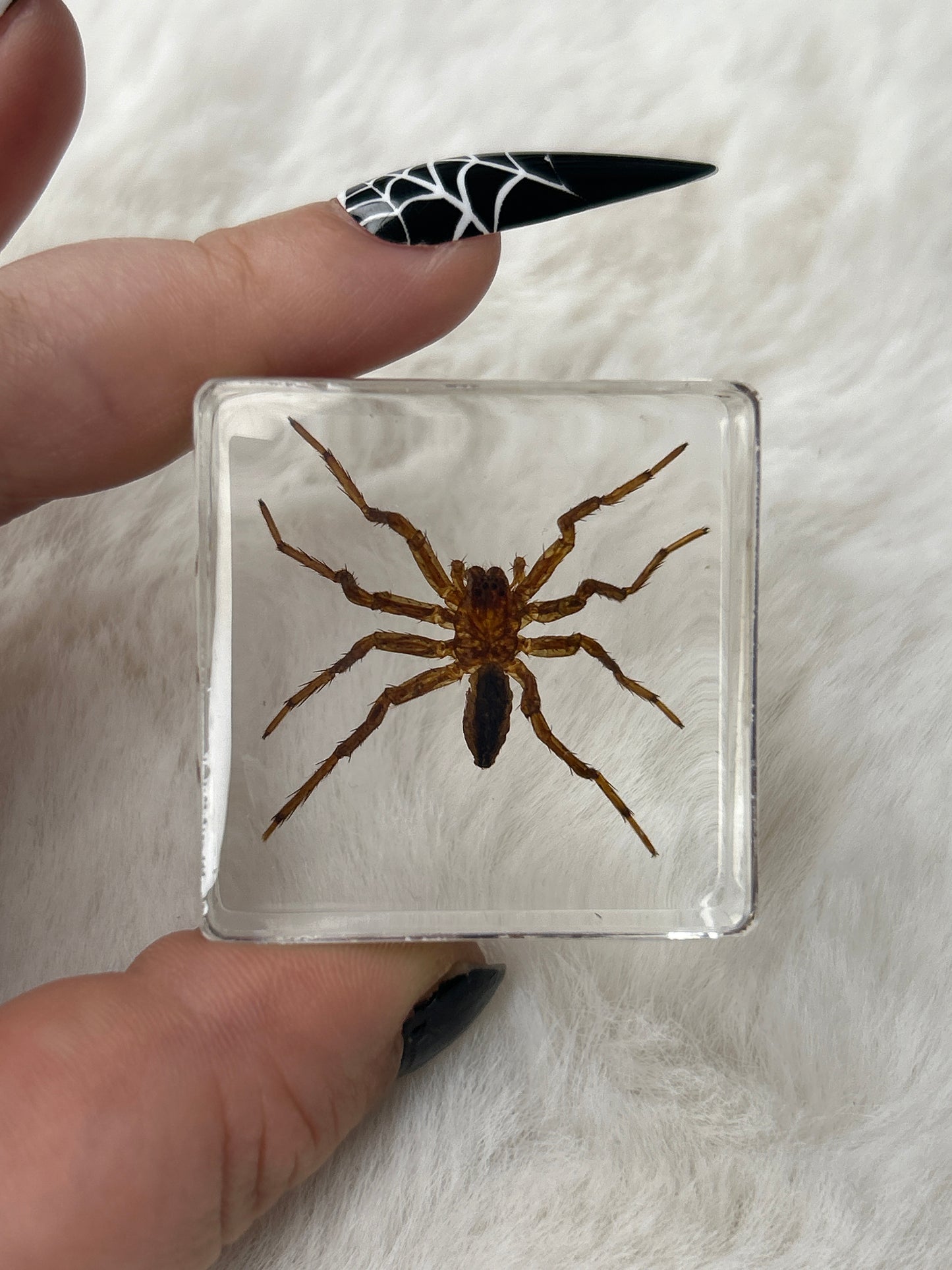 Spider Specimen