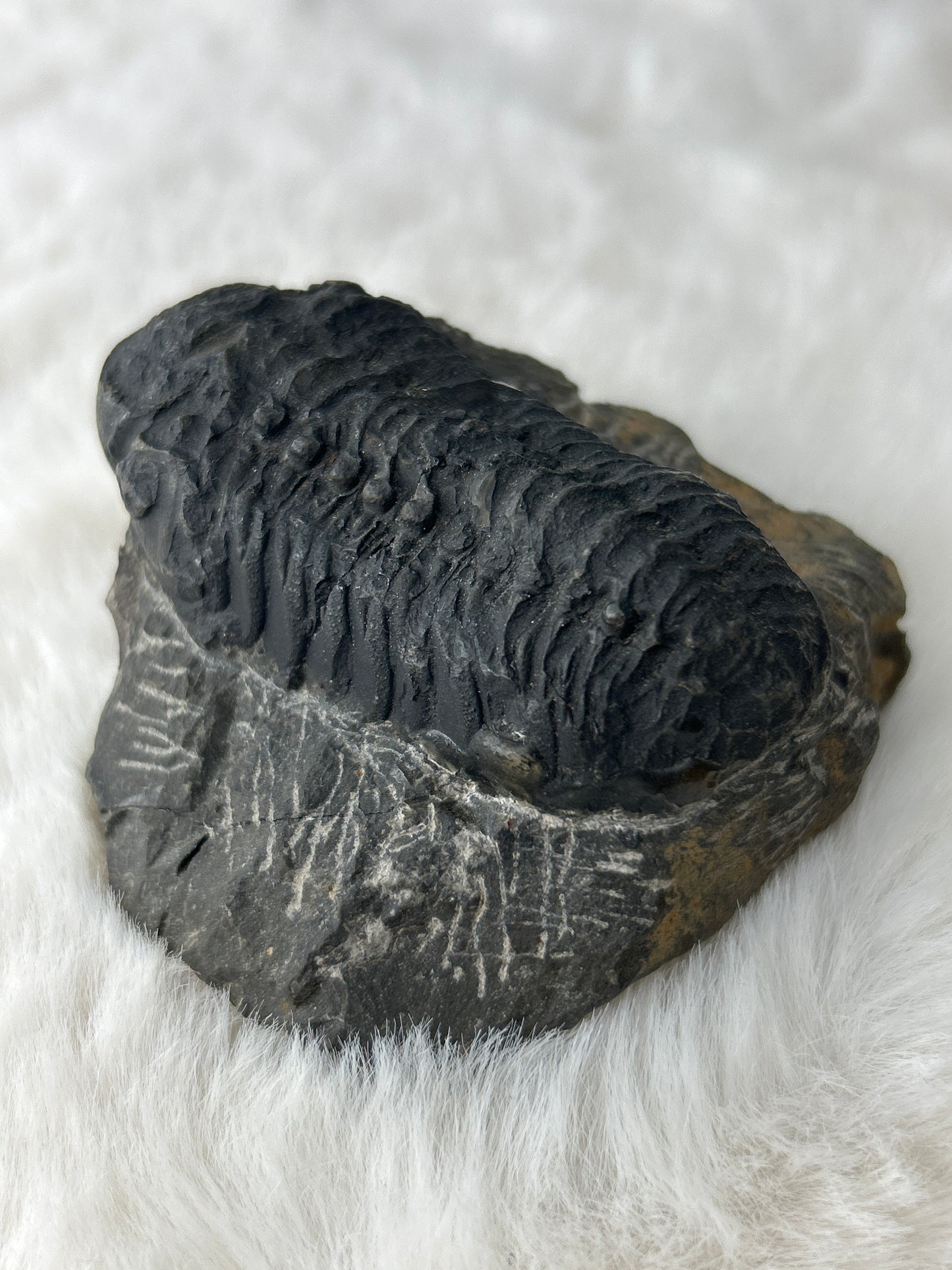 Trilobite Specimen