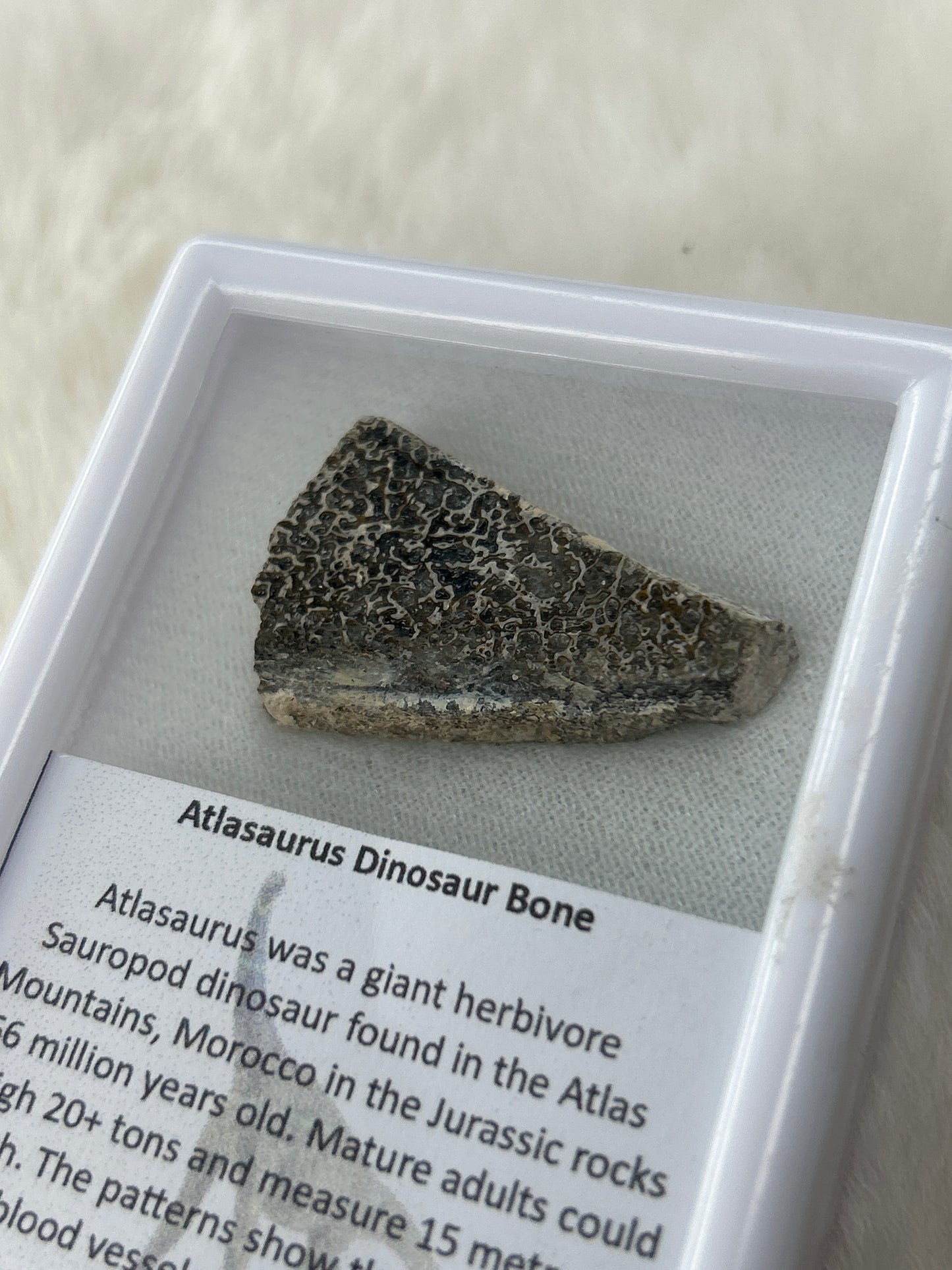 Atlasaurus Dinosaur Bone Fossil