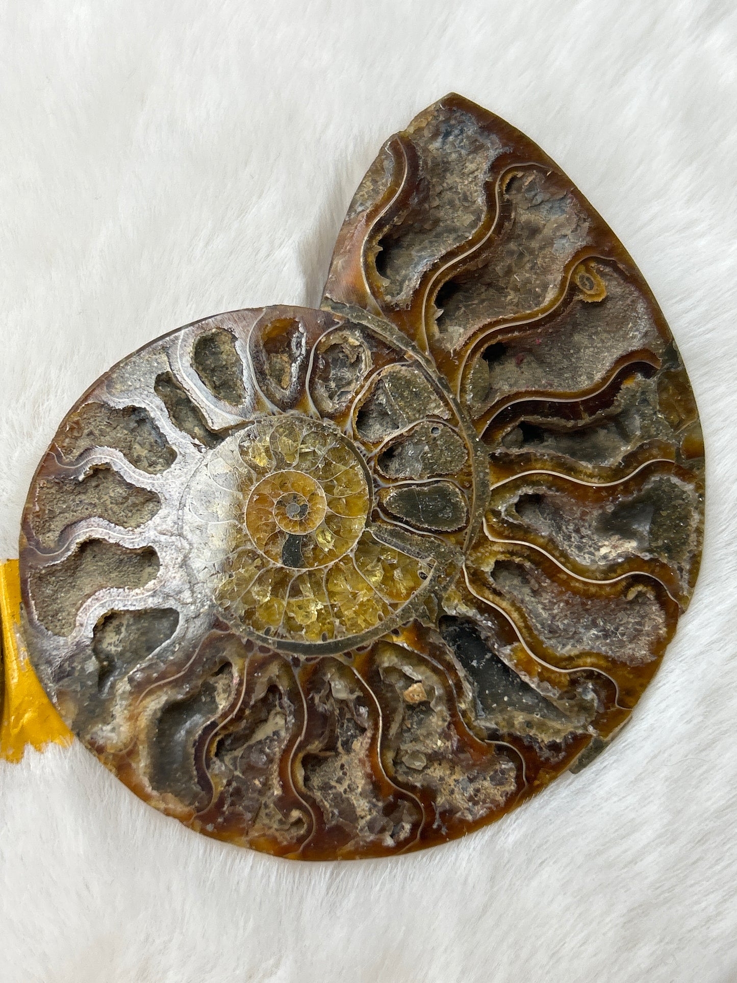 Ammonite Pair