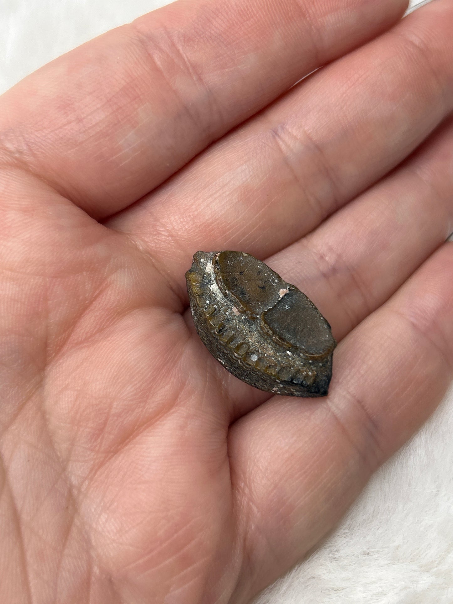 Fossilized Parrotfish Mouth Plate