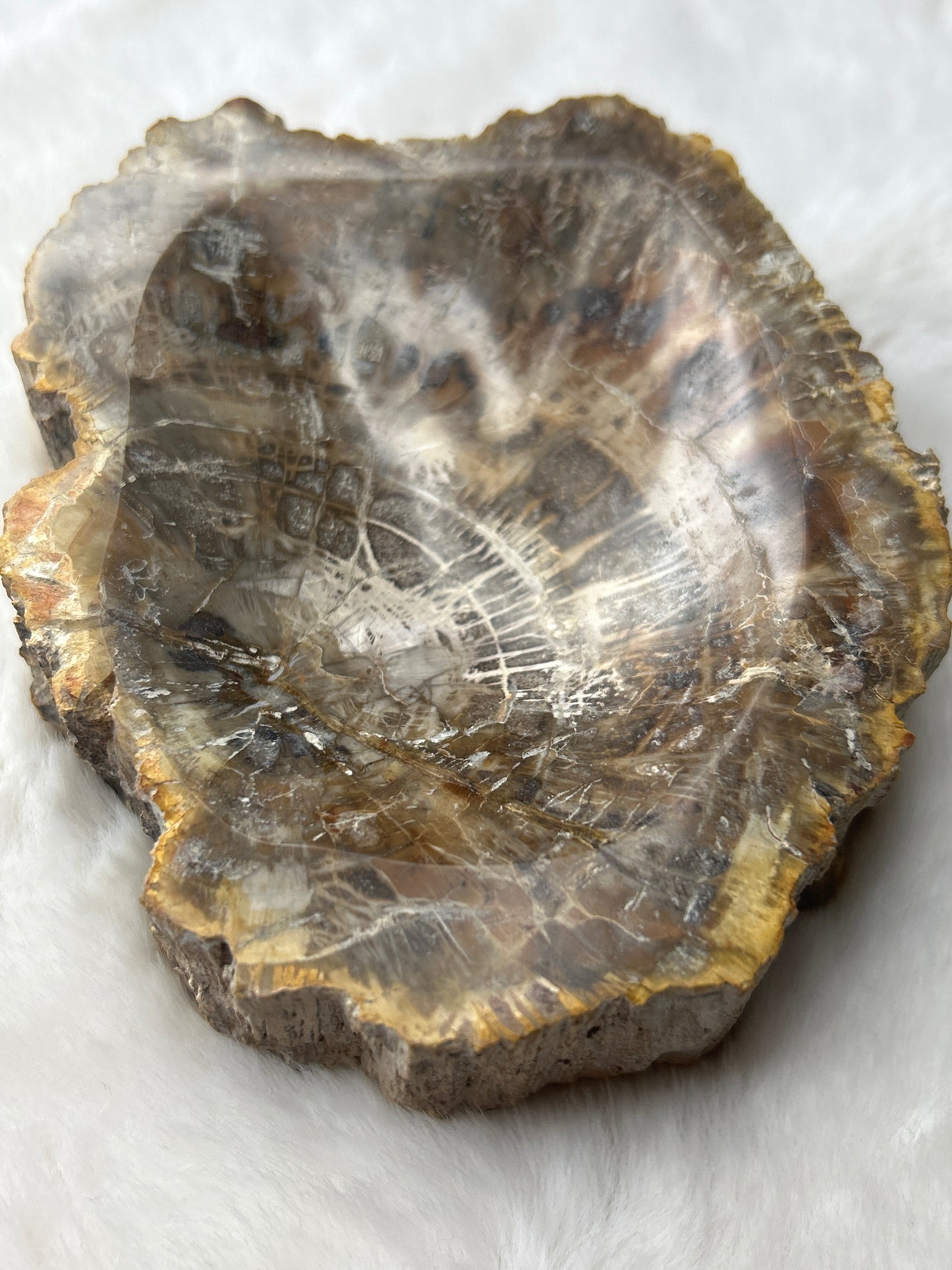 Petrified Wood Bowl