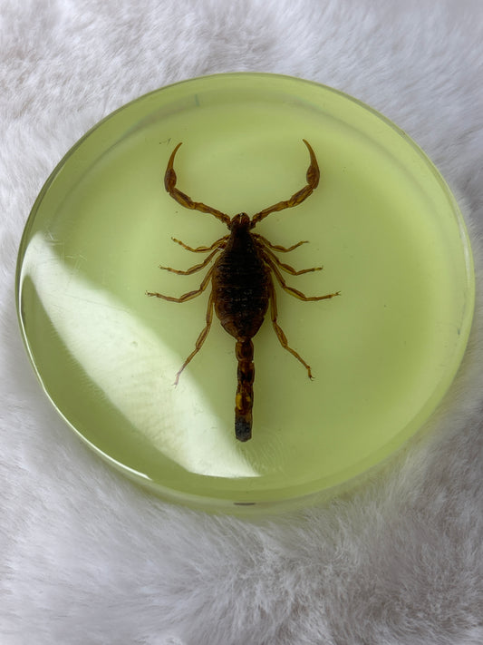 Scorpion Specimen- Glow in the Dark