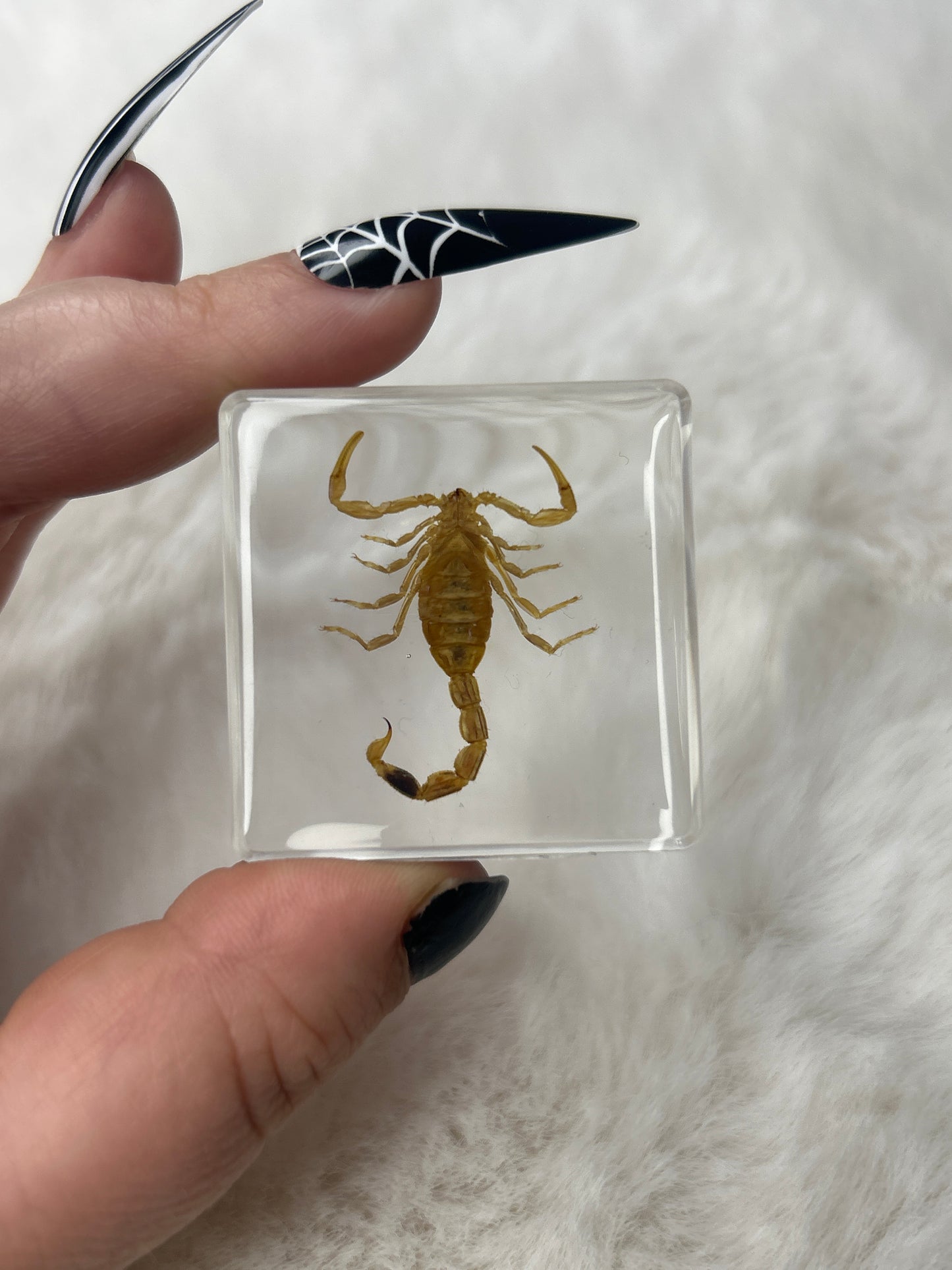 Scorpion Specimen- “Sid”