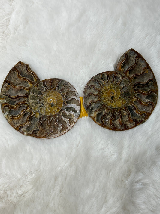 Ammonite Pair