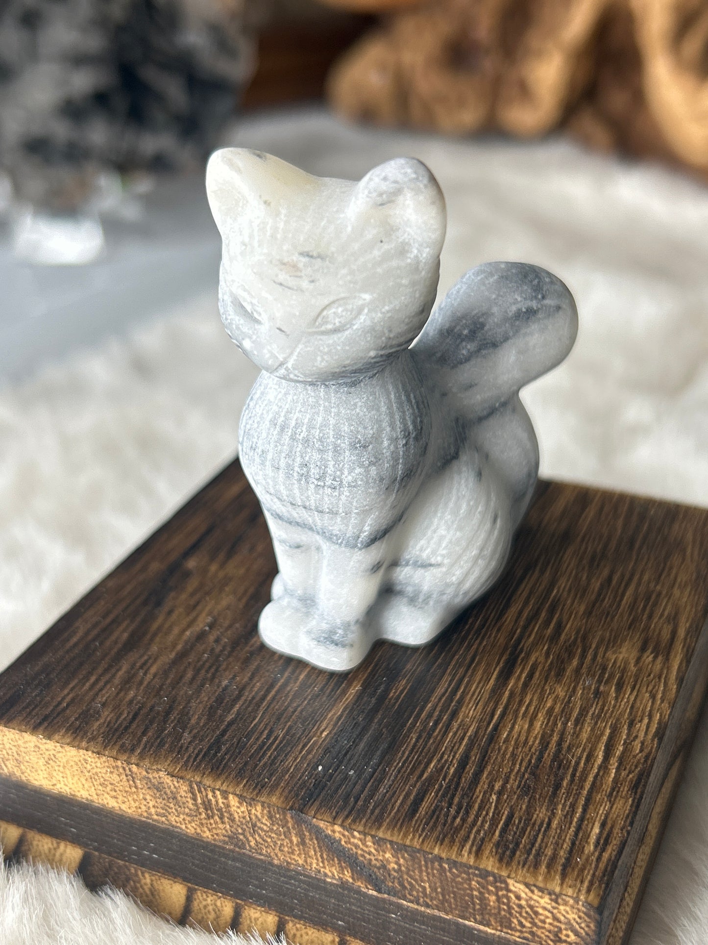 Tai Chi Jasper Cat
