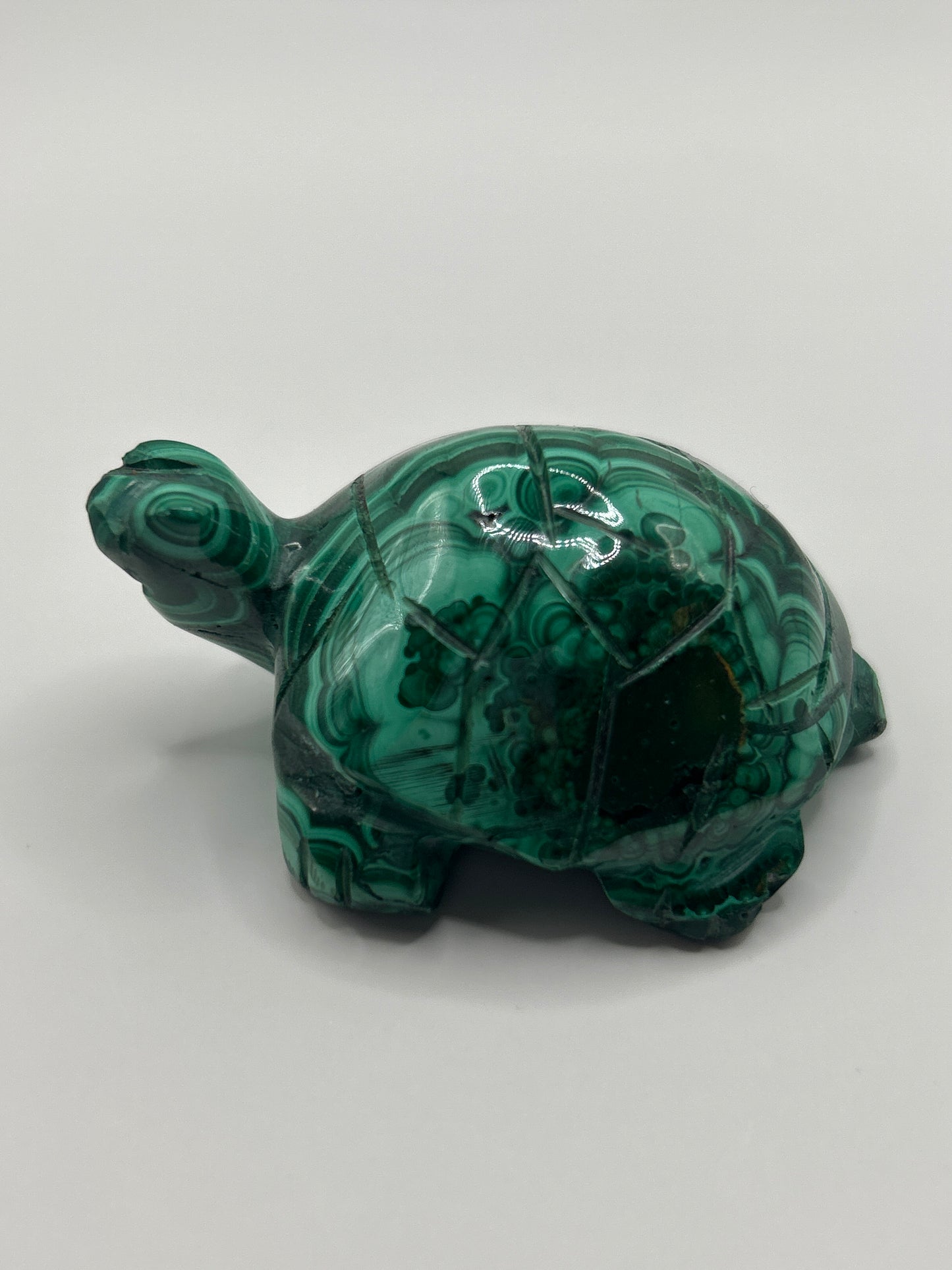 Malachite Turtle