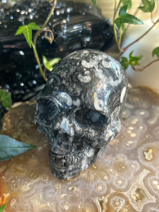Orthoceras Fossil Skull