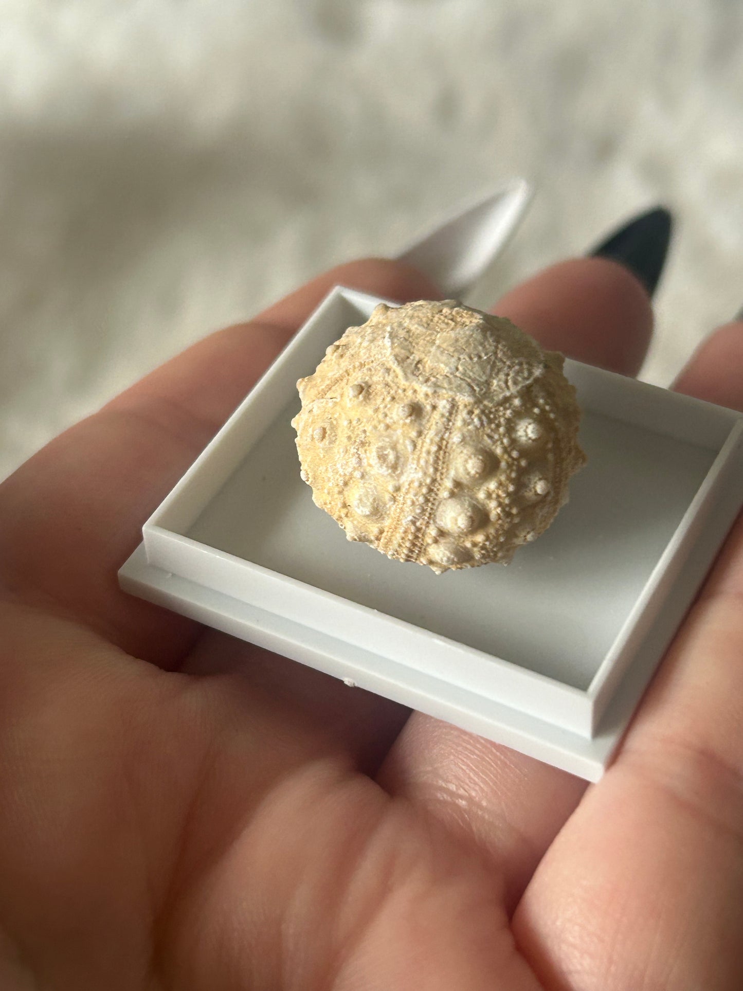 Fossilized Sea Urchin